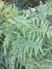 Pteris tremula
