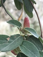 Gaudichaudia cynanchoides