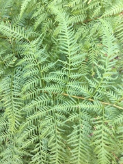 Pteris tremula