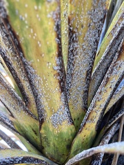 Leucaspis cordylinidis