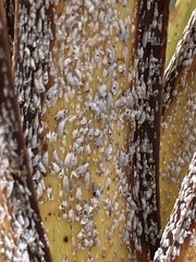 Leucaspis cordylinidis