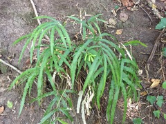 Pteris cretica