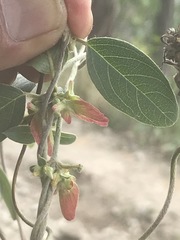 Gaudichaudia cynanchoides
