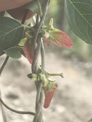 Gaudichaudia cynanchoides