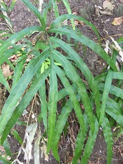 Pteris cretica