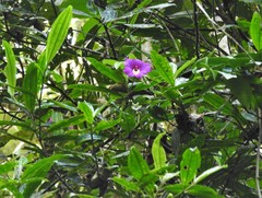 Meriania speciosa