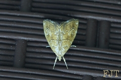 Scybalistodes periculosalis