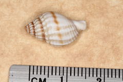 Nassarius pauperatus