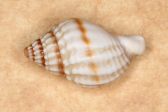 Nassarius pauperatus image
