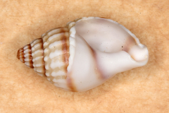 Nassarius pauperatus