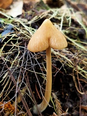 Entoloma latericolor