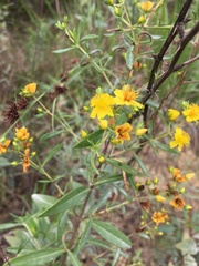 Hypericum lobocarpum