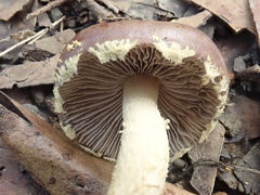 Stropharia formosa