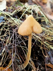 Entoloma latericolor
