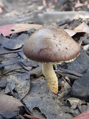 Stropharia formosa
