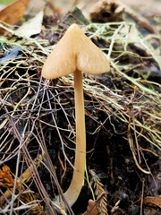 Entoloma latericolor