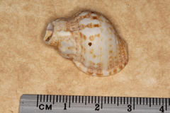 Austrotriton subdistortus