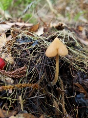 Entoloma latericolor