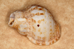 Austrotriton subdistortus