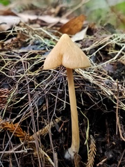 Entoloma latericolor