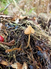 Entoloma latericolor
