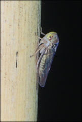 Rosopaella kirkaldyi