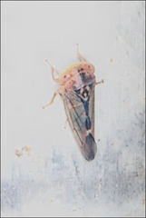 Rosopaella kirkaldyi