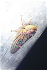 Rosopaella kirkaldyi