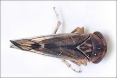 Rosopaella kirkaldyi