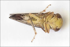 Rosopaella kirkaldyi