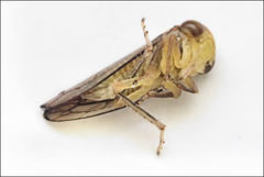 Rosopaella kirkaldyi