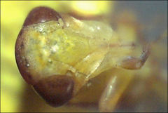 Rosopaella kirkaldyi