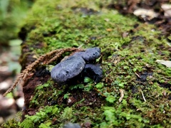 Gerronema waikanaense