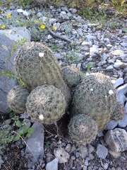 Echinocereus armatus