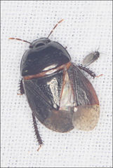 Adrisa erichsoni