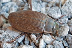 Dytiscus lapponicus