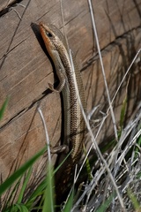 Plestiodon skiltonianus interparietalis