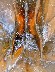 Dytiscus lapponicus