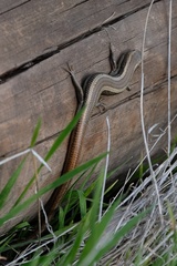 Plestiodon skiltonianus interparietalis