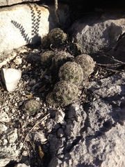 Coryphantha neglecta