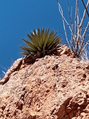 Agave potrerana