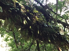 Pyrrosia eleagnifolia