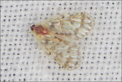 Saccharodite chrysonoe