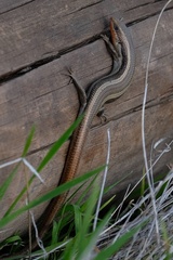 Plestiodon skiltonianus interparietalis