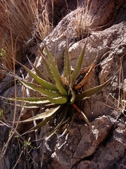 Agave potrerana