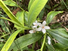 Philotheca myoporoides