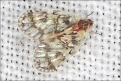 Saccharodite chrysonoe