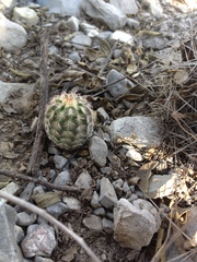 Echinocereus armatus