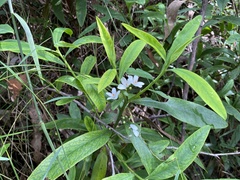 Philotheca myoporoides