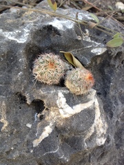 Echinocereus armatus